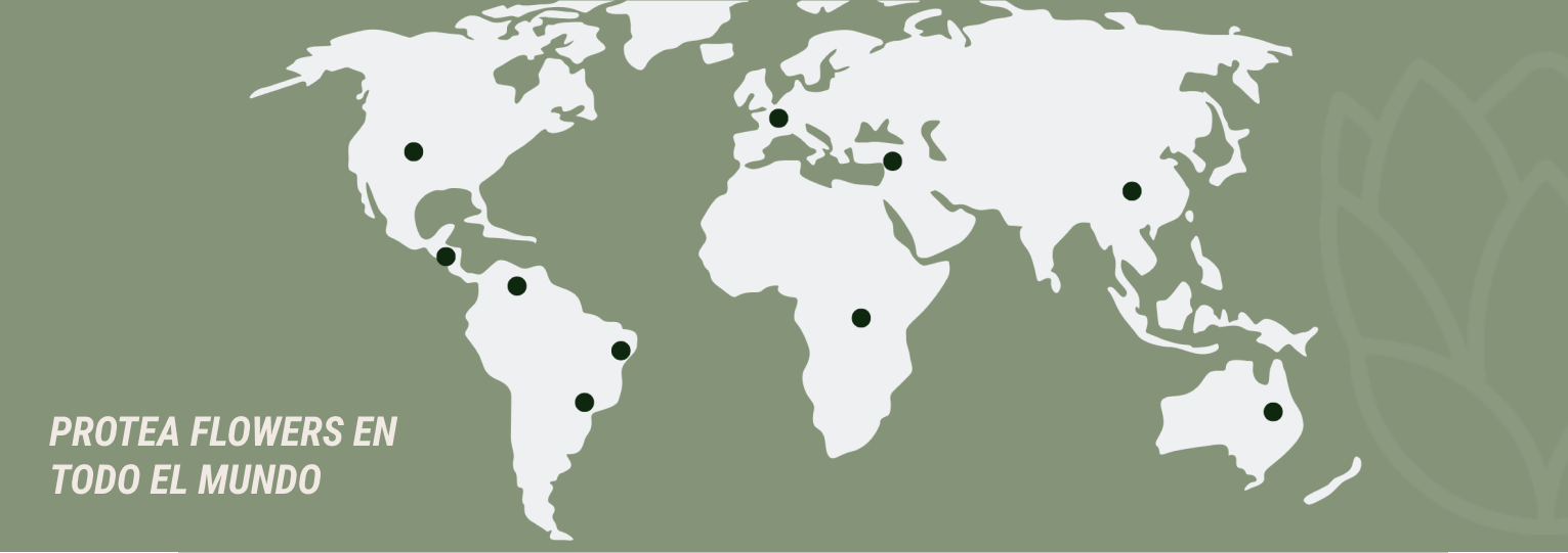 Mapa com pins em países que a Protea está presente