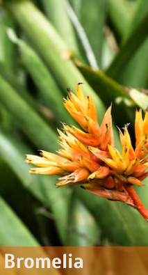 Bromelia