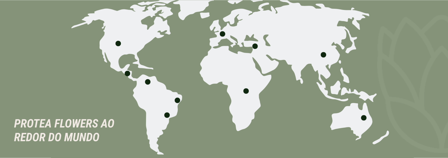 Mapa com pins em países que a Protea está presente